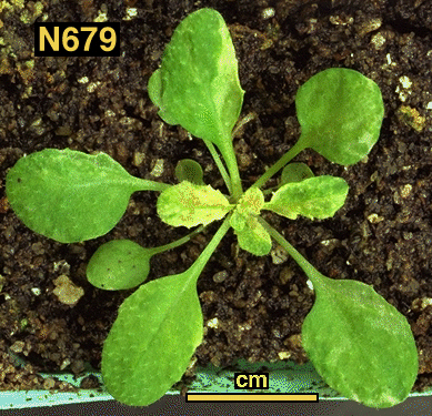 High resolution image of this Arabidopsis plant