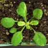 photo of Arabidopsis plant