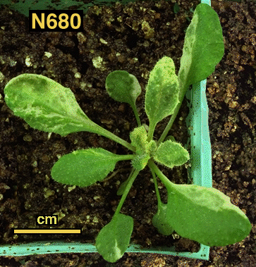 High resolution image of this Arabidopsis plant