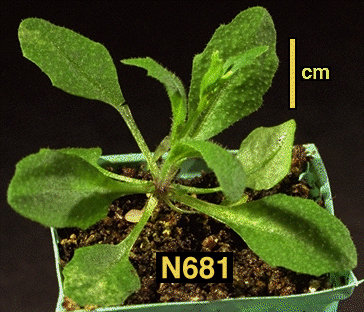 High resolution image of this Arabidopsis plant