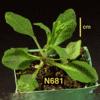 photo of Arabidopsis plant