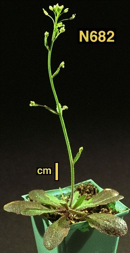 High resolution image of this Arabidopsis plant