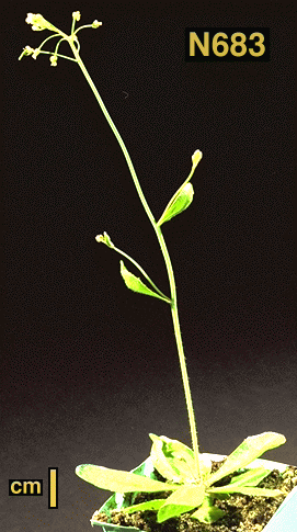 High resolution image of this Arabidopsis plant