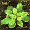 photo of Arabidopsis plant