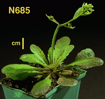 High resolution image of this Arabidopsis plant