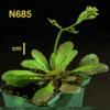 photo of Arabidopsis plant