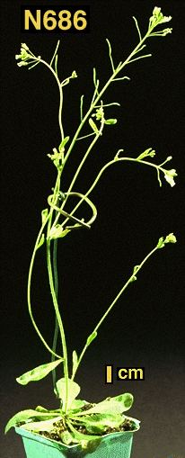 High resolution image of this Arabidopsis plant