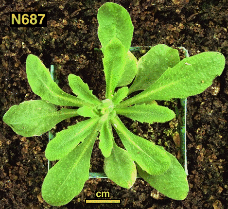 High resolution image of this Arabidopsis plant