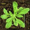 photo of Arabidopsis plant