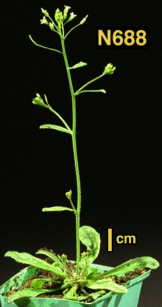 High resolution image of this Arabidopsis plant