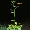 photo of Arabidopsis plant