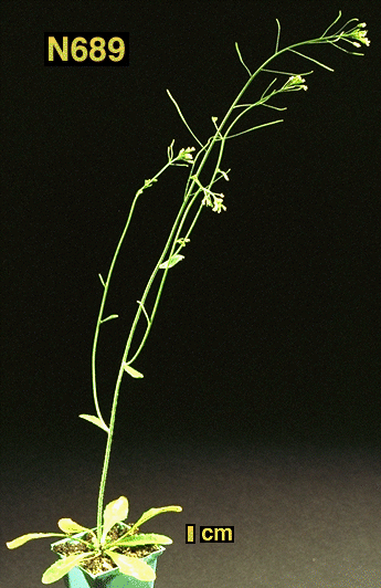 High resolution image of this Arabidopsis plant