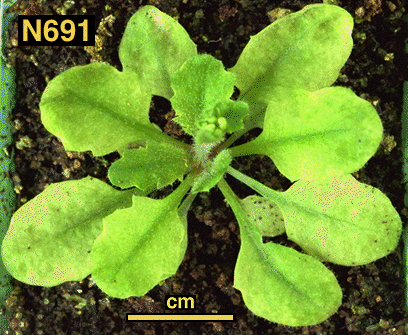 High resolution image of this Arabidopsis plant