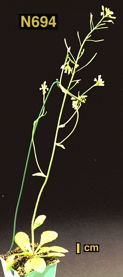 High resolution image of this Arabidopsis plant