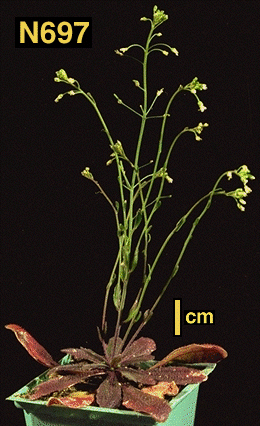 High resolution image of this Arabidopsis plant