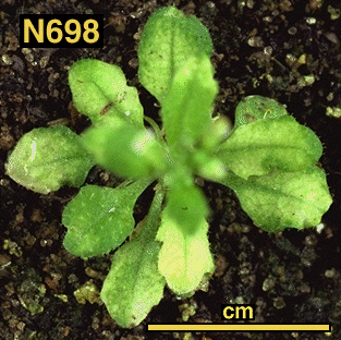 High resolution image of this Arabidopsis plant