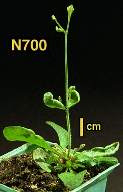 High resolution image of this Arabidopsis plant