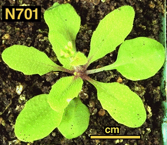 High resolution image of this Arabidopsis plant