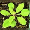 photo of Arabidopsis plant