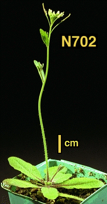 High resolution image of this Arabidopsis plant