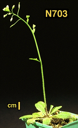 High resolution image of this Arabidopsis plant