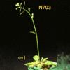 photo of Arabidopsis plant