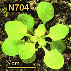 High resolution image of this Arabidopsis plant