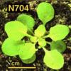 photo of Arabidopsis plant