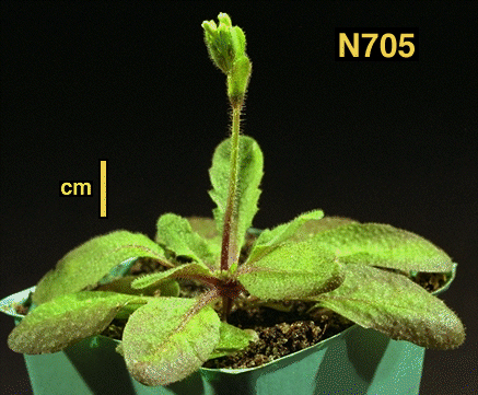 High resolution image of this Arabidopsis plant