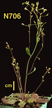 High resolution image of this Arabidopsis plant