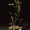 photo of Arabidopsis plant