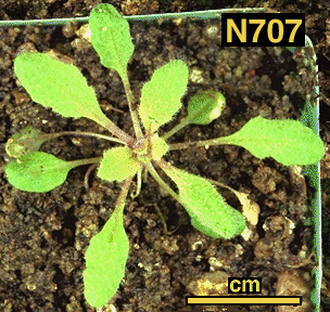 High resolution image of this Arabidopsis plant