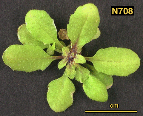 High resolution image of this Arabidopsis plant