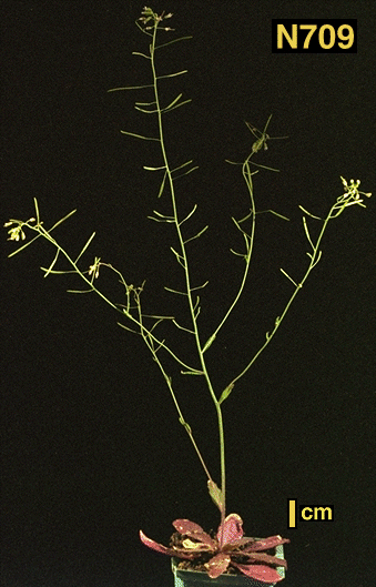 High resolution image of this Arabidopsis plant