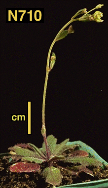 High resolution image of this Arabidopsis plant
