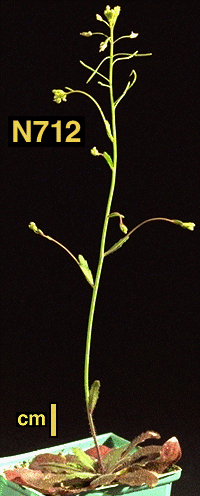 High resolution image of this Arabidopsis plant
