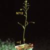 photo of Arabidopsis plant
