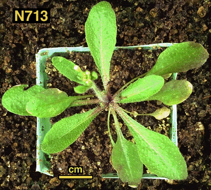 High resolution image of this Arabidopsis plant