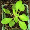 High resoltion image of this Arabidopsis plant