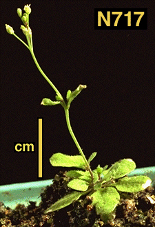 High resolution image of this Arabidopsis plant