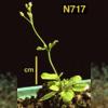 photo of Arabidopsis plant