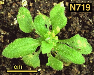 High resolution image of this Arabidopsis plant