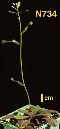 High resolution image of this Arabidopsis plant
