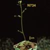 photo of Arabidopsis plant