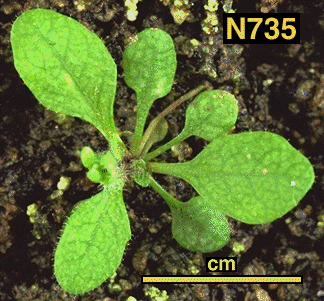 High resolution image of this Arabidopsis plant