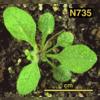 photo of Arabidopsis plant