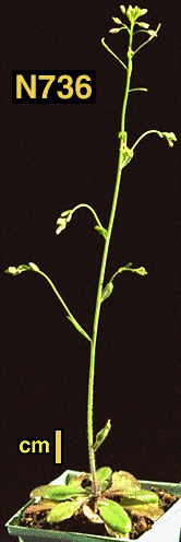 High resolution image of this Arabidopsis plant