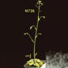 photo of Arabidopsis plant