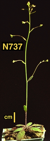 High resolution image of this Arabidopsis plant