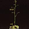 photo of Arabidopsis plant